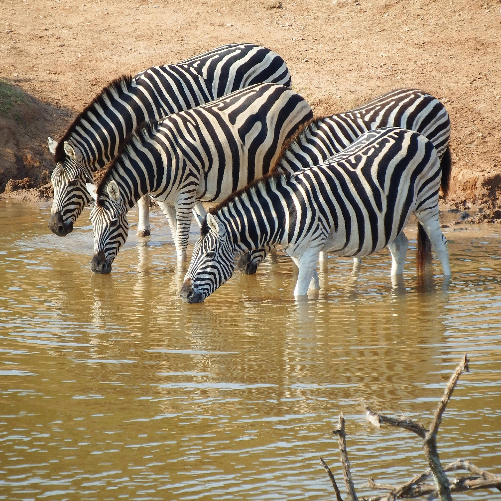 South Africa 2