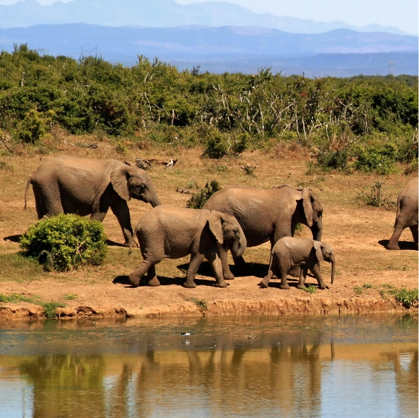 South Africa 4