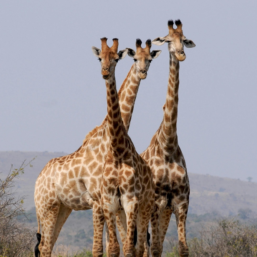 South Africa 5