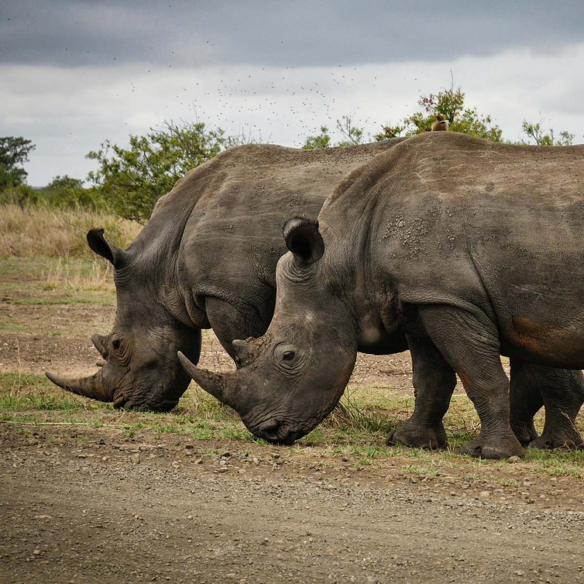 South Africa 8